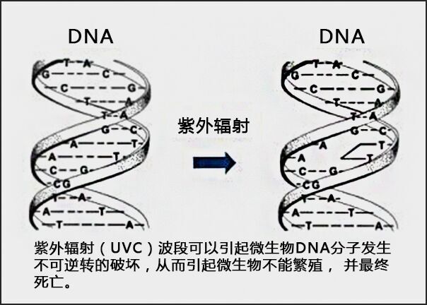 南美白對蝦養殖用中壓燈紫外線殺菌器工作原理