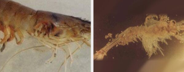 鐮刀菌病、絲狀細(xì)菌病