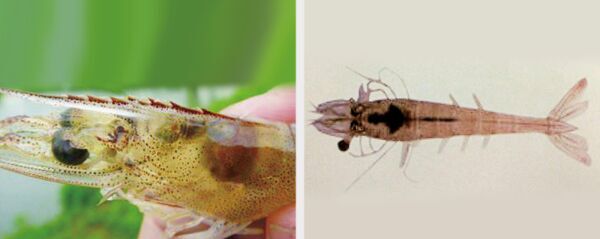 弧菌病 、爛眼病