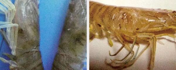 黑鰓病 、 爛鰓病 