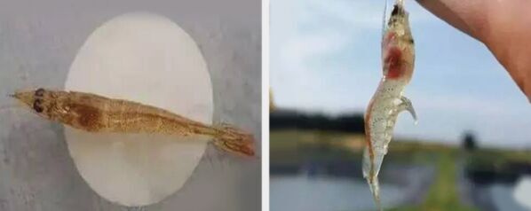 細(xì)菌性腸炎 、急性腸炎