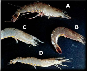 白斑綜合癥病毒(WSSV)