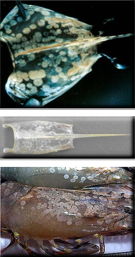 白斑綜合癥病毒(WSSV)