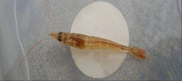 細菌性腸炎導致的腸道發紅