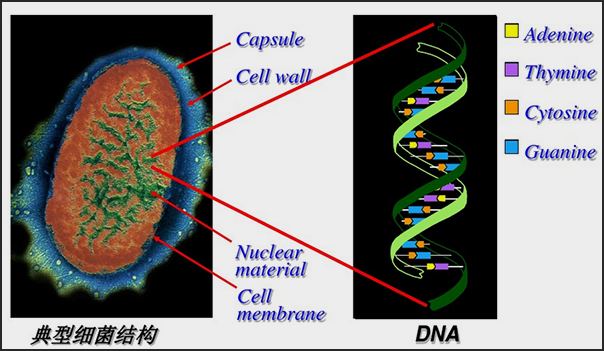 紫外線消毒機理